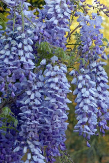 EndlessBloom – Cascading Garden Elegance