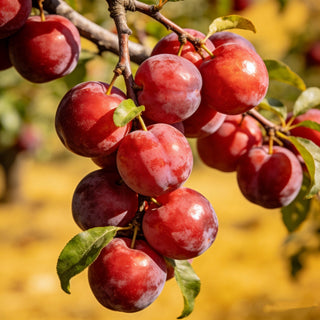 PlumVera – Sweet Plum Growing Kit