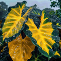 Green-Yellow