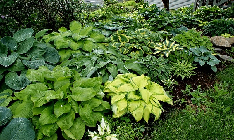 HostaHeaven – Rare And Exotic Hosta Seeds
