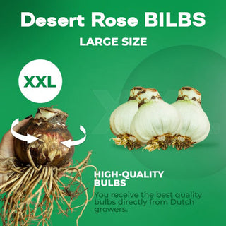 FloraOasis – Premium Desert Rose Plant Seeds