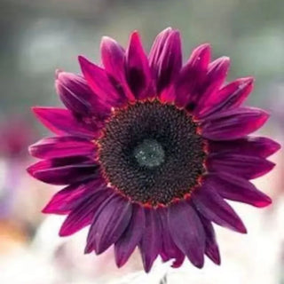 RoyalBloom - Purple Giant Sunflower Seeds