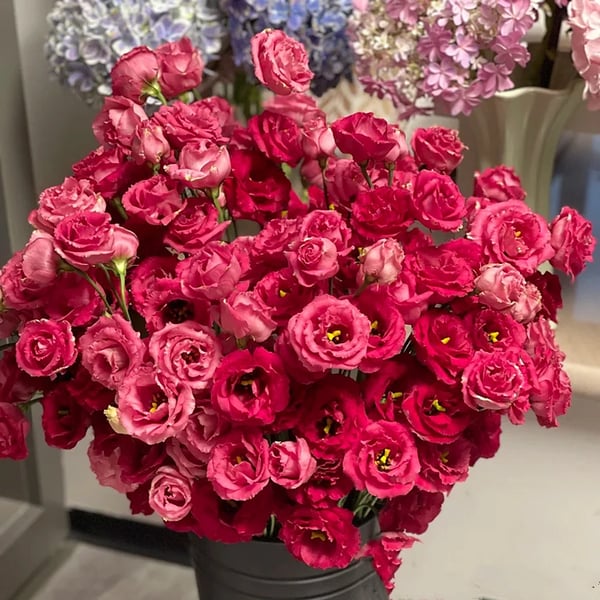 PetalSerenity – Premium Lisianthus Seeds