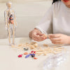 AnatoView – 3D Clear Body Structure Model