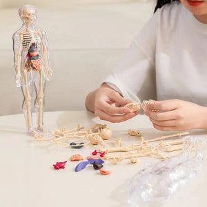 AnatoView – 3D Clear Body Structure Model