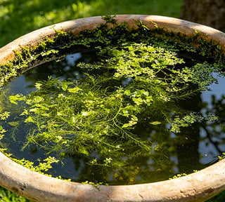 GardenGuard – Copper Algae Control Water Purifier