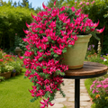 Deep pink