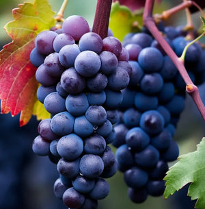 UltraVine - Super Size Grape Tree Seeds