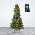 Fraser Fir Tree