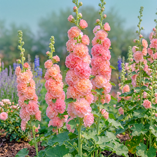 BloomMajesty – Premium Double Hollyhock Seeds