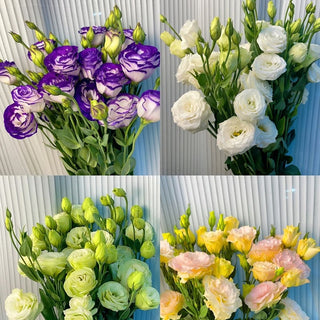 FloraDelight - Thornless Roses in Pink, Blue & Purple