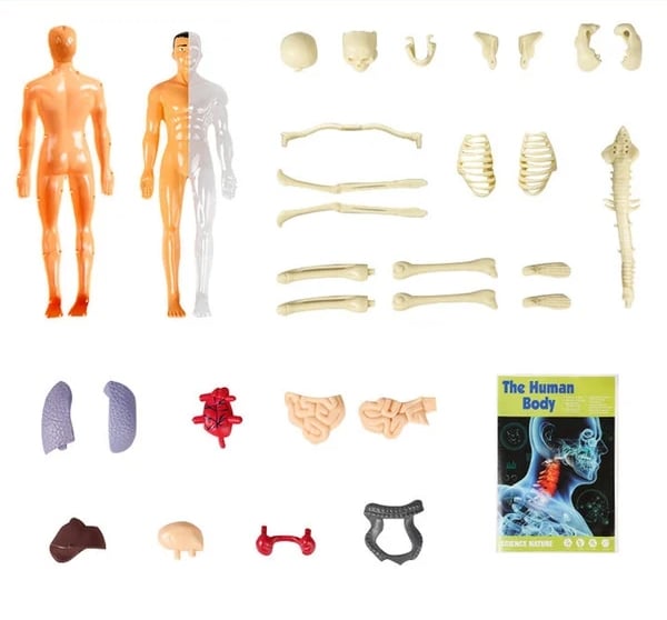 AnatoGenius - Human Body Construction Toy