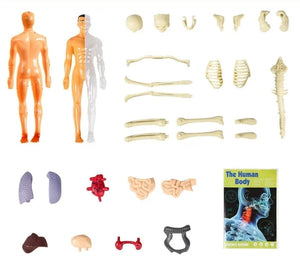 AnatoGenius - Human Body Construction Toy