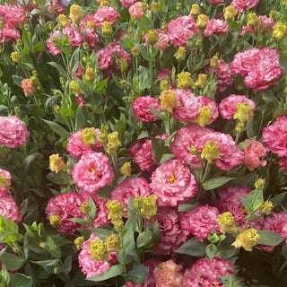 PetalSerenity – Premium Lisianthus Seeds