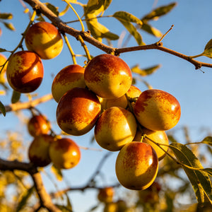 HarvestBloom – Jujube Tree Starter Kit