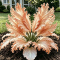 Peach Pink