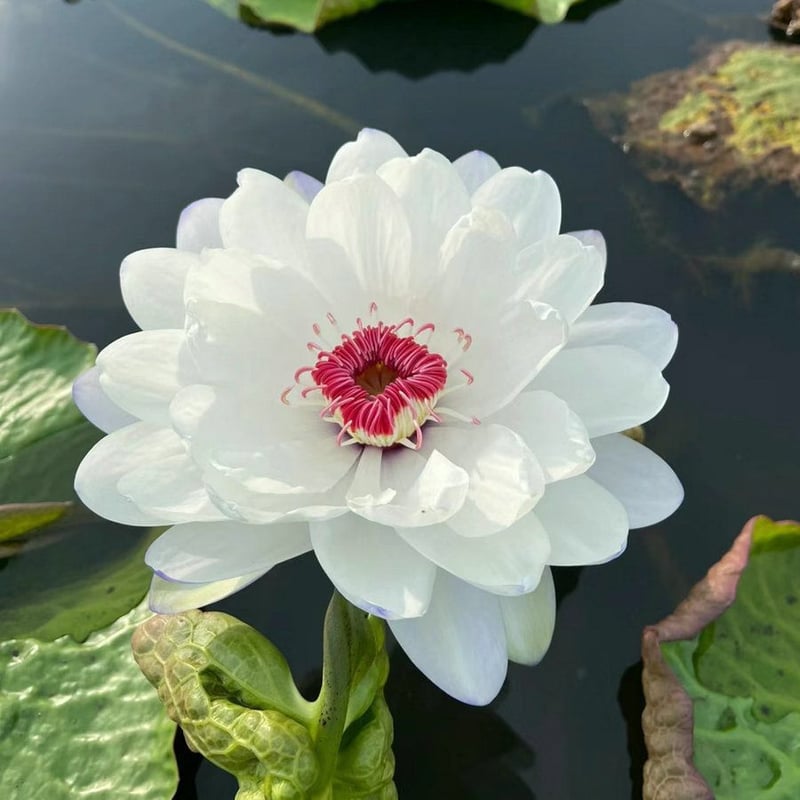 LotusBloom – Sacred Bonsai Bowl Seeds