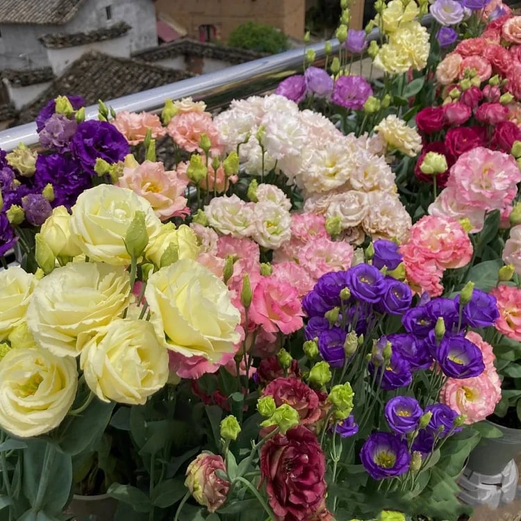 PetalSerenity – Premium Lisianthus Seeds