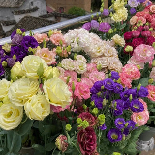 PetalSerenity – Premium Lisianthus Seeds