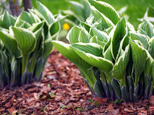 HostaHeaven – Rare And Exotic Hosta Seeds