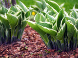 HostaHeaven – Rare And Exotic Hosta Seeds
