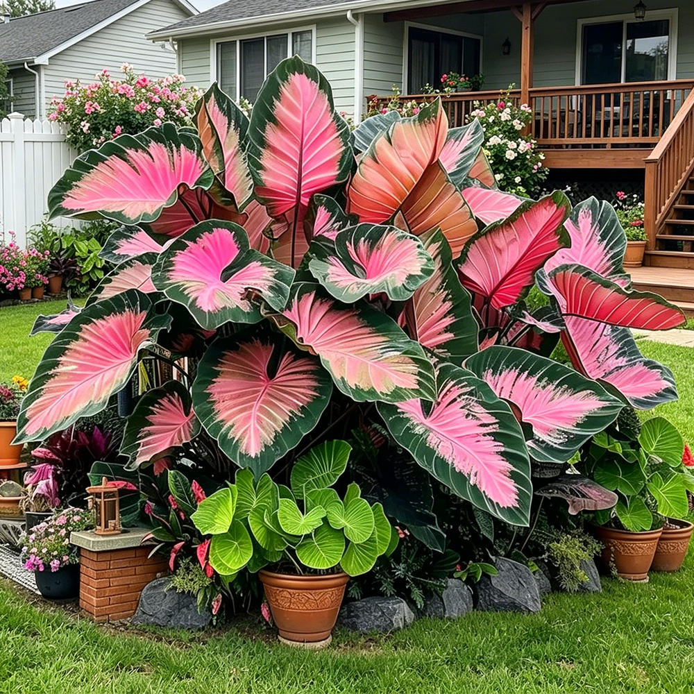 ColorBloom – Giant Multi-Color Caladiums Bulbs