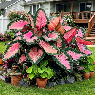 ColorBloom – Giant Multi-Color Caladiums Bulbs