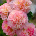 Pink (300 Seeds)