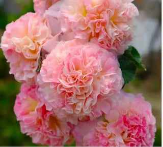 Pollinator’s Paradise - Cottage Garden Seeds