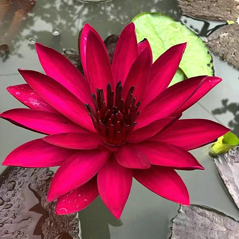 LotusBloom – Sacred Bonsai Bowl Seeds