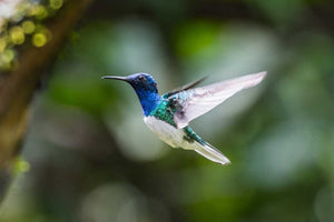 HummiNest – Wooden Hanging Hummingbird Feeder