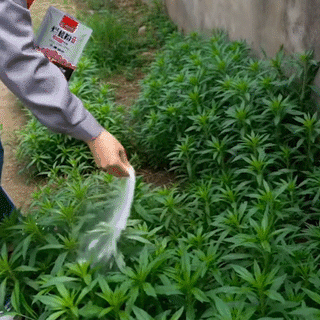 TerraStop – Fast Penetration Root Rot Treatment Granules