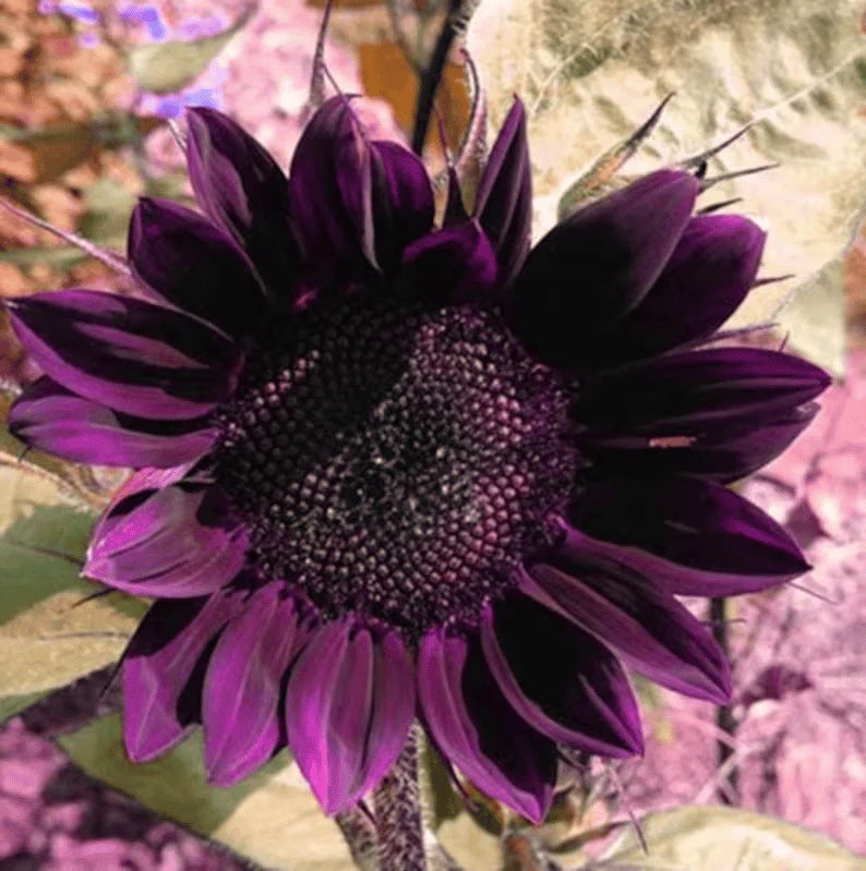 RoyalBloom - Purple Giant Sunflower Seeds