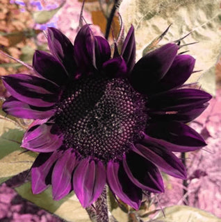 RoyalBloom - Purple Giant Sunflower Seeds