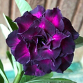 Purple Swallow
