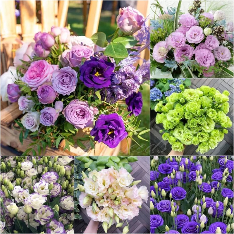 PetalSerenity – Premium Lisianthus Seeds