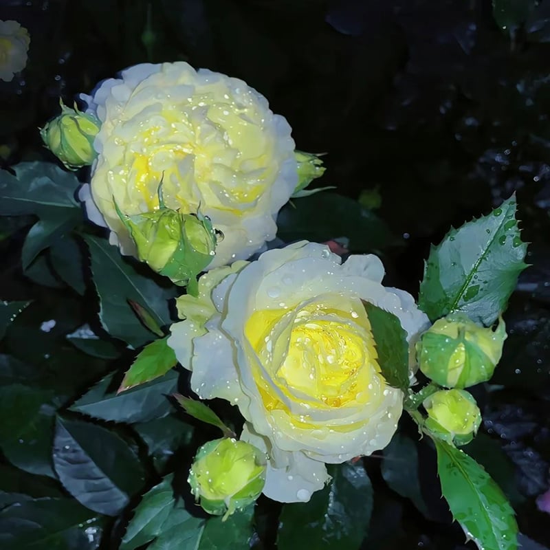 PetalSerenity – Premium Lisianthus Seeds