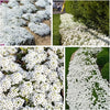 EcoCarpet – Creeping Thyme Lawn Cover Seeds