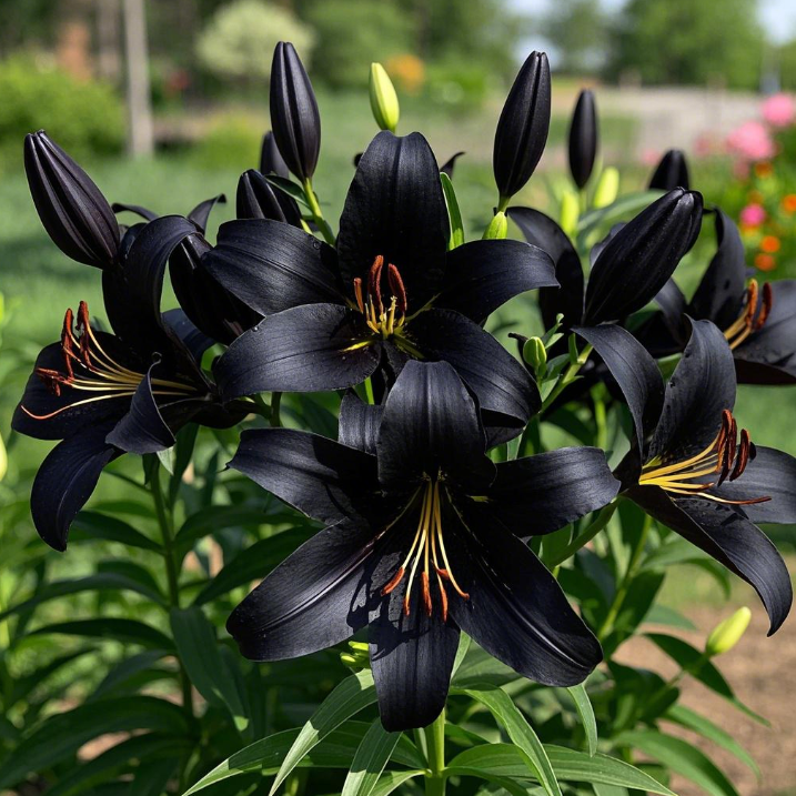 ScentedBliss - Long-Blooming Lily Bulbs