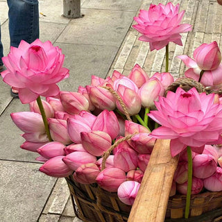 LotusBloom – Sacred Bonsai Bowl Seeds
