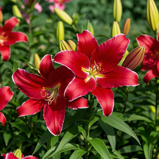 ScentedBliss - Long-Blooming Lily Bulbs