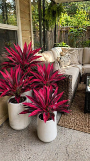 UrbanJungle – Artificial Tropical Plant Duo Set