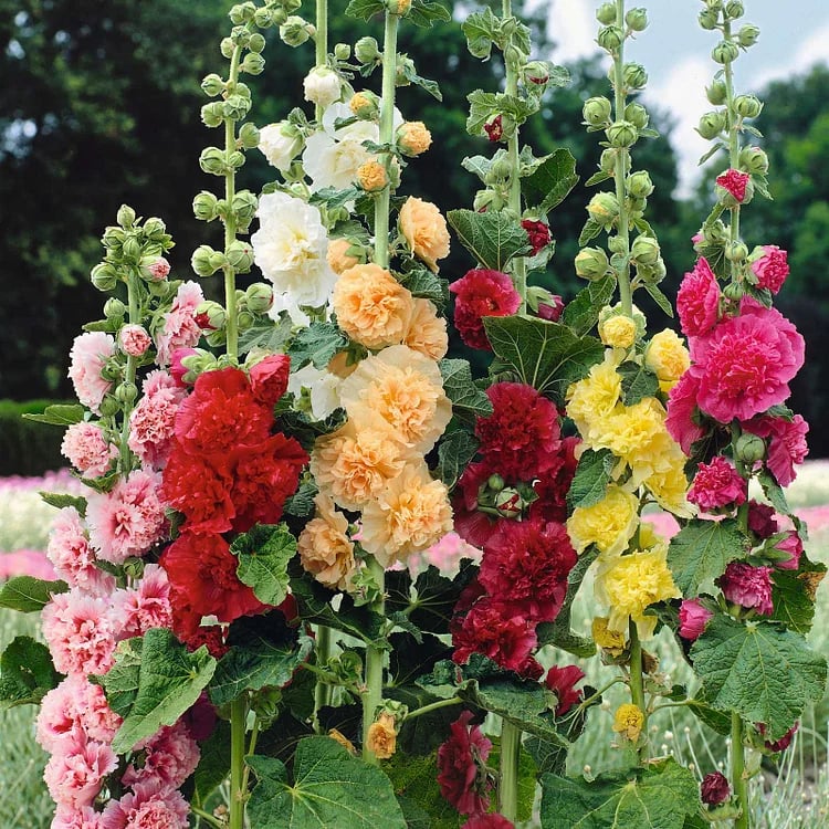 Pollinator’s Paradise - Cottage Garden Seeds