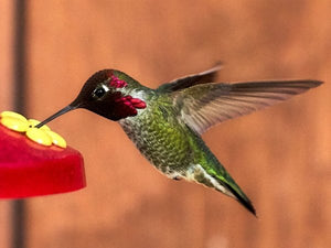 HummiNest – Wooden Hanging Hummingbird Feeder