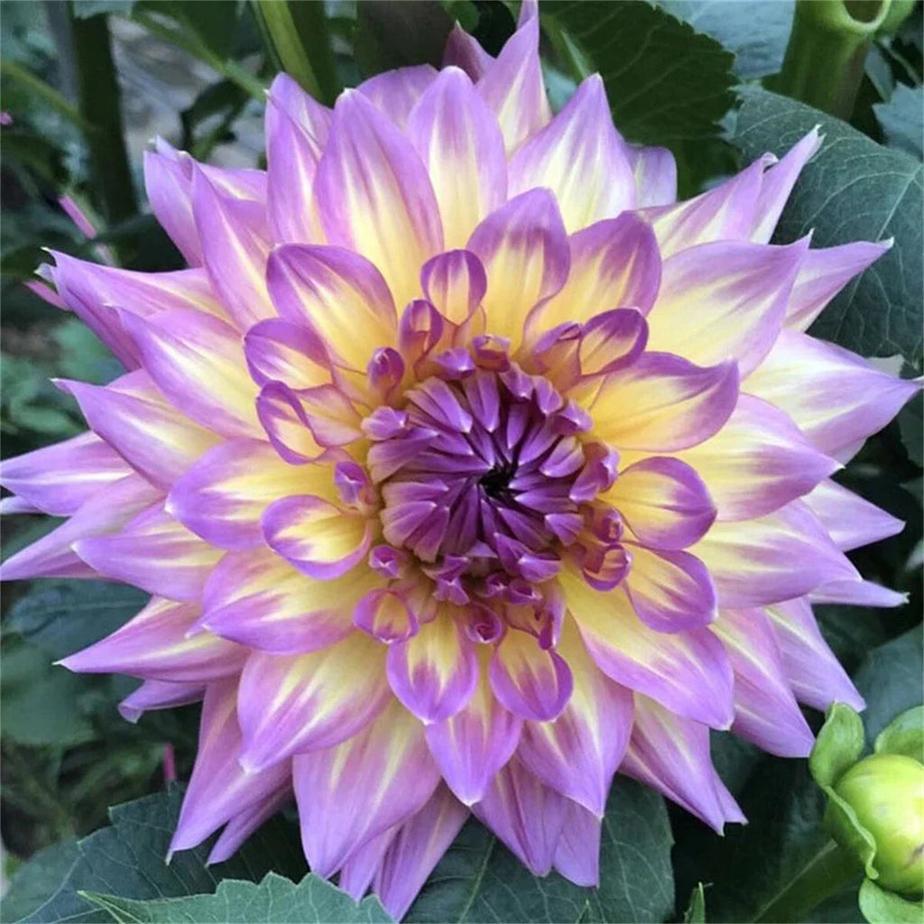 PetalCrown – Rare Double Bloom Dahlia Garden Flowers