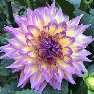 PetalCrown – Rare Double Bloom Dahlia Garden Flowers