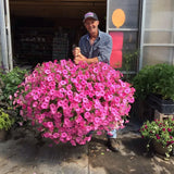 FloraVista  - Vibrant Artificial Hanging Plants Flowers Basket
