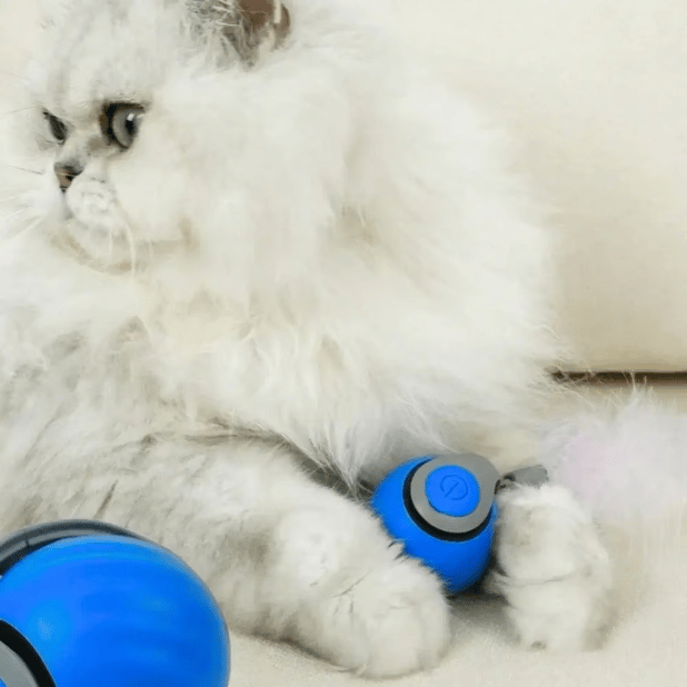 SwiftPaw | Teasing Tail Ball