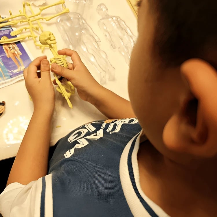 AnatoView – 3D Clear Body Structure Model