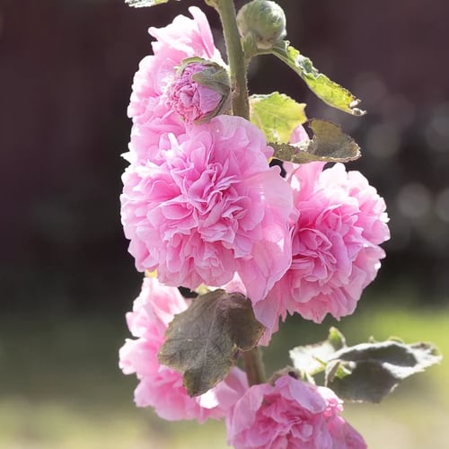 Pollinator’s Paradise - Cottage Garden Seeds